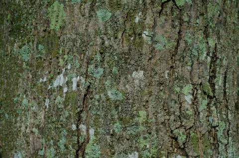 Close Up Texture of bark on a tree Stock Photos