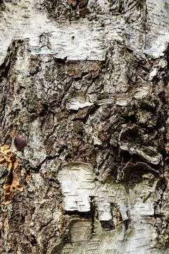 Close-Up Texture of Birch Tree Bark Stock Photos