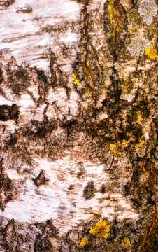 Close Up Texture of Birch Tree Bark with Lichen Growth in Natural Light Stock Photos