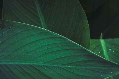 Close-up texture of Bird of paradise leaf. Beautiful dark tone nature backgro Stock Photos