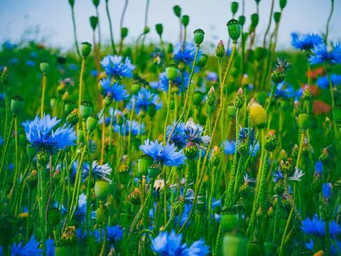 Close-Up Texture of Blooming Blue Cornflowers Stock Photos