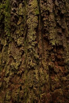 Close Up Texture Of Boy Scout Tree In Redwood Stock Photos