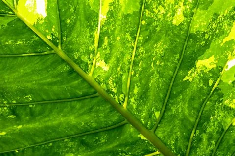 Close-up texture of bright green leaf showing prominent vein pattern. Stock Photos