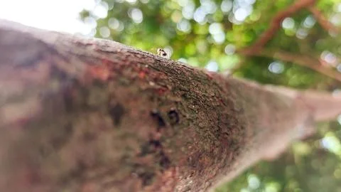 Close-up texture of a brown tree bark from a low-angle perspective. Stock Photos