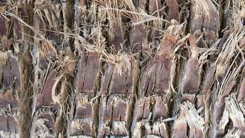 Close-up of the texture of the brown trunk of a palm tree Foto stock