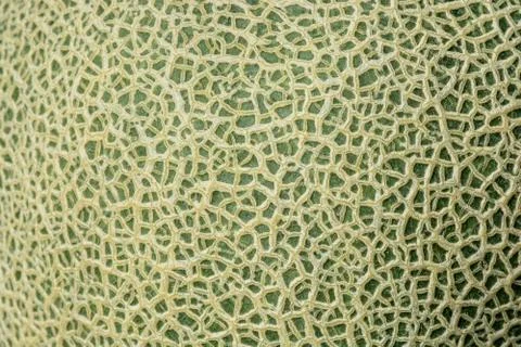 Close up  Texture of cantaloupe Stock Photos