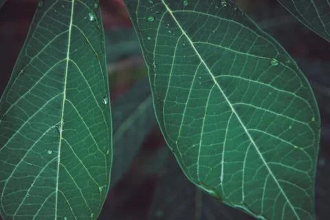 Close-up texture of Cassava leaf. Beautiful dark tone nature pattern backgrou Stock Photos