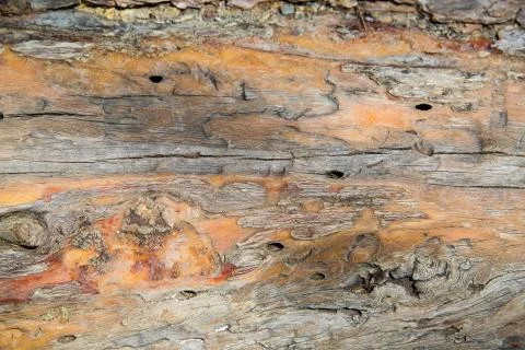 Close up texture of cedar tree bark Stock Photos