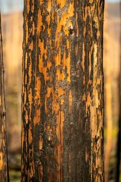 Close Up Texture Of Char On Tree Trunk With Warm Morning Light Stockfoto's