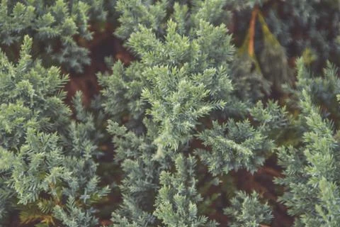Close-up texture of Christmas tree background 库存照片