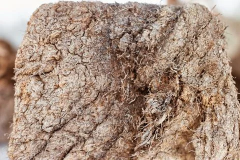 Close up texture of chunk of peat piled up for drying. Peat production Stock Photos
