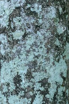 Close Up Texture of cloves bark Foto stock
