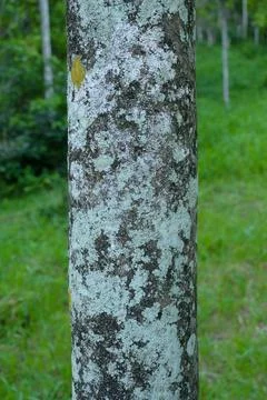 Close Up Texture of cloves bark Stock Photos