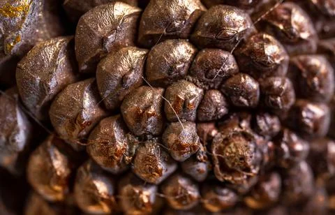 Close-up of the texture of the cones Stock Photos