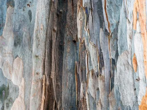 Close-up texture of cracked Eucalyptus globulus tree Stock Photos