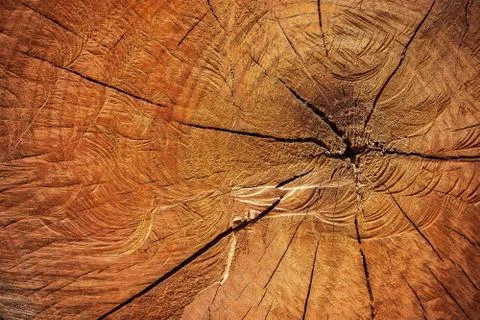 Close up texture of cutting timber by chainsaw. Stock Photos