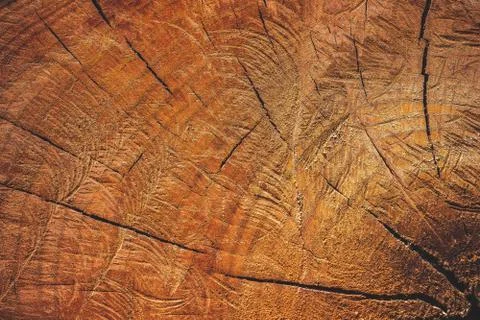 Close up texture of cutting timber by chainsaw. Stock Photos