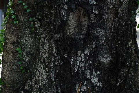 Close-up texture of dark rough tree bark Стоковые фото