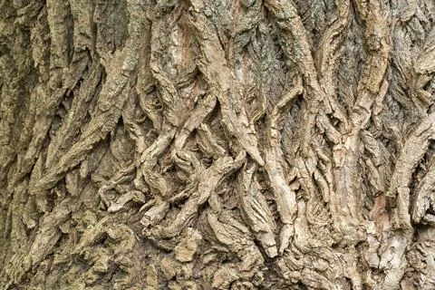 Close-up texture of deeply furrowed tree bark pattern Stock Photos