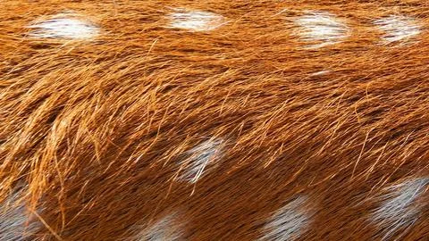 Close up texture of a deer s spotted fur coat Stock Photos