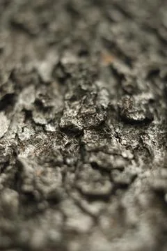 Close up Texture &amp; details of of tree trunk Foto stock
