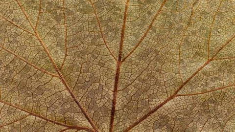 Close-up of the texture of a dried cloudberry leaf, Rubus chamaemorus Stock Photos