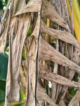 Close-up texture of a dry brown wilted banana leaf in nature 库存照片