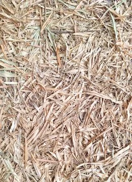 A Close-up Texture of Dry Fallen Bamboo Leaves on the Ground Stock Photos