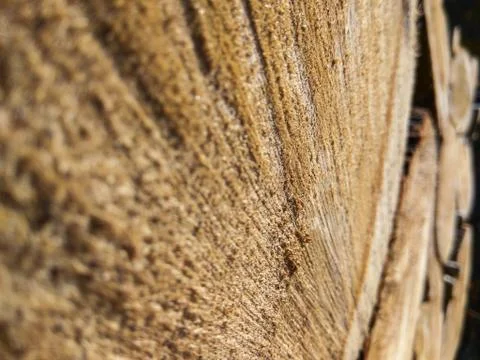 Close-up texture of a dry sawn tree. Felled tree next to a bunch of sawn tree. Stock Photos