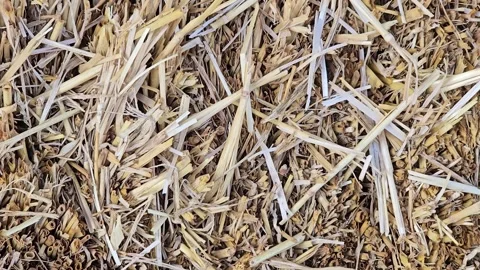 Close-up texture of dry straw or hay Stock Footage 341902979