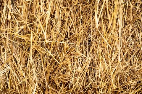Close-Up Texture of Dry Straw or Hay Bale Stock Photos