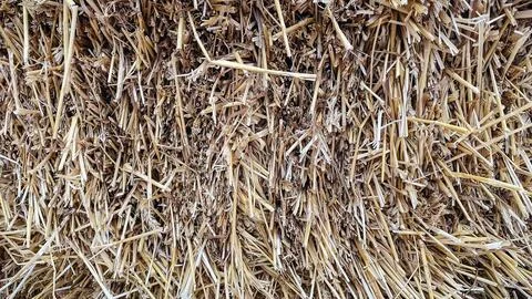 Close-up texture of dry yellow straw and hay stalks on a farm Stock Photos