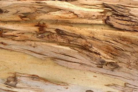Close up texture of an eucalyptus tree trunk. Stock Photos