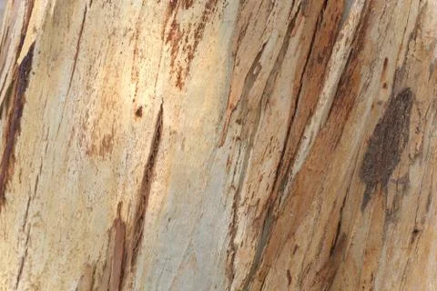Close up texture of an eucalyptus tree trunk. Photos