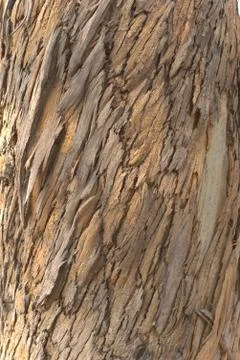 Close up texture of an eucalyptus tree trunk. Stock Photos