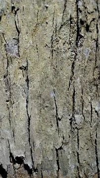 Close up texture of Eucalyptus tree trunk bark texture Background. Stock Photos