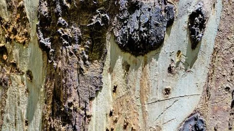 Close up texture of Eucalyptus tree trunk bark texture Background. Stock Photos