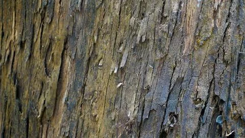 Close up texture of Eucalyptus tree trunk bark texture Background. Stock Photos