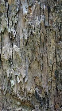 Close up texture of Eucalyptus tree trunk bark texture Background. Stock Photos