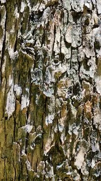 Close up texture of Eucalyptus tree trunk bark texture Background. Stock Photos