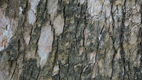 Close up texture of Eucalyptus tree trunk bark texture Background. Stock Photos