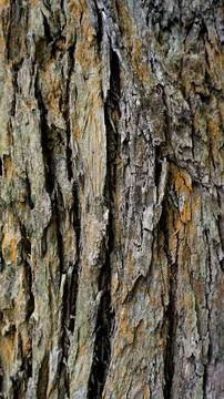 Close up texture of Eucalyptus tree trunk bark texture Background. Stock Photos