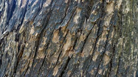 Close up texture of Eucalyptus tree trunk bark texture Background. Stock Photos