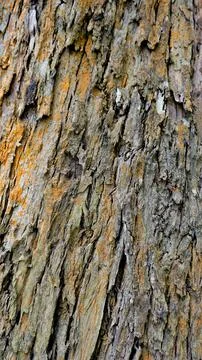 Close up texture of Eucalyptus tree trunk bark texture Background. Stock Photos
