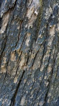 Close up texture of Eucalyptus tree trunk bark texture Background. 库存照片