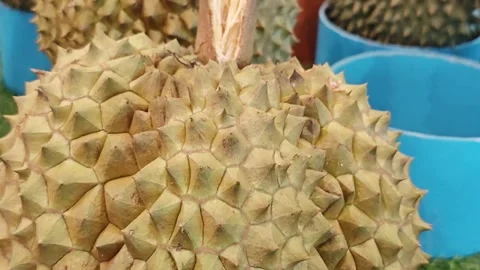 Close-up texture of fresh durian fruit peel with sharp spikes. Stock Footage 340710755
