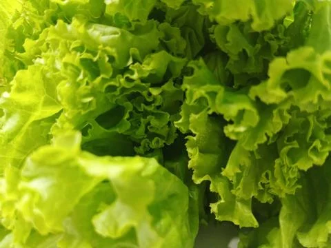Close-up texture of fresh green leaf lettuce with wavy edges. Stock Photos