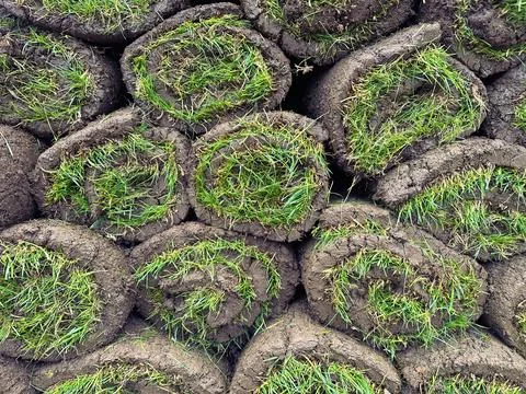 Close up texture fresh of rolled grass lawn Stock Photos