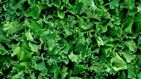 Close up texture of fresh vibrant green kale leaves Stock Footage 310743436