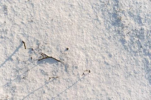 Close-up texture of fresh white snow with small twigs and pine needles in w.. Stock Photos